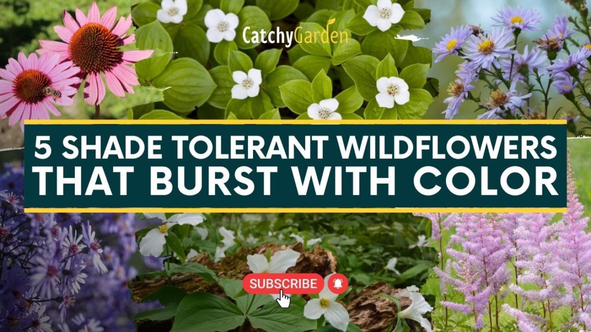 5 Shade Tolerant Wildflowers That Burst With Color ☘️🌸 // Gardening Ideas