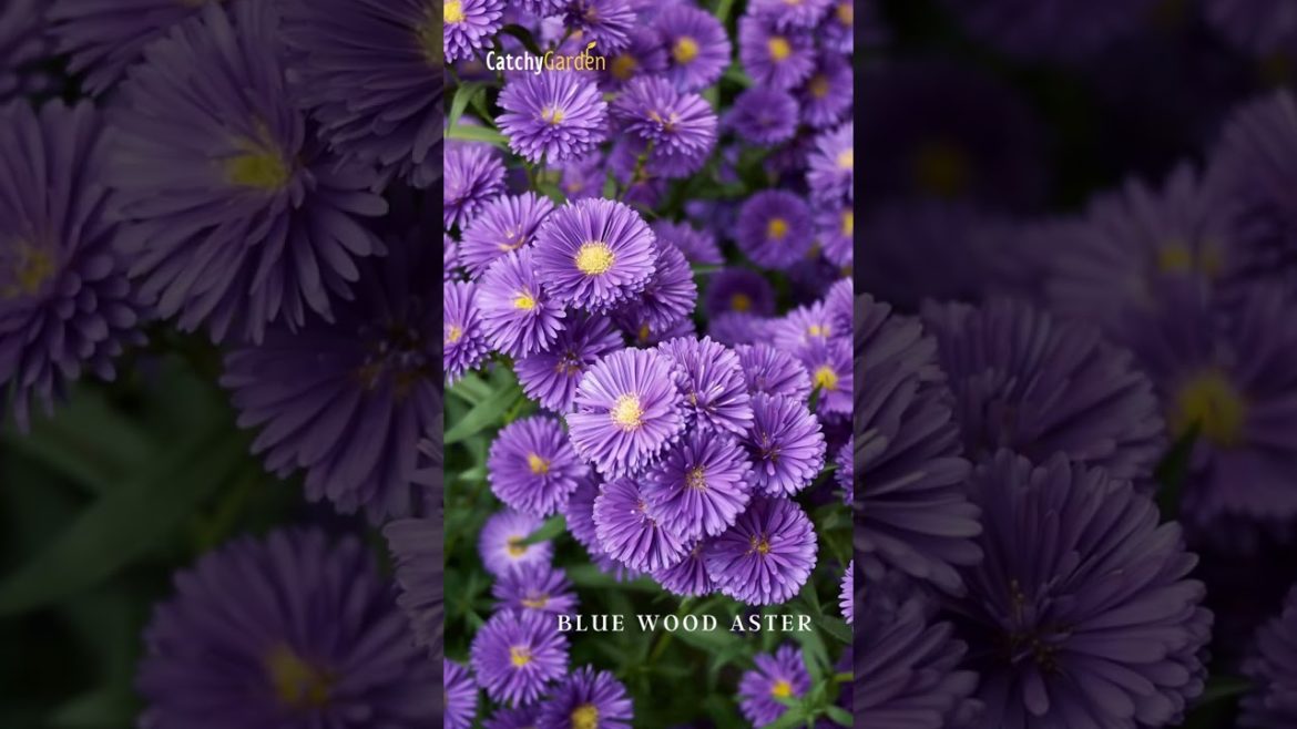 5 Shade Tolerant Wildflowers That Burst With Color πΈβοΈ// #short #shorts 5 Shade Tolerant Wildflowers That Burst With Color πΈβοΈ// #short #shorts