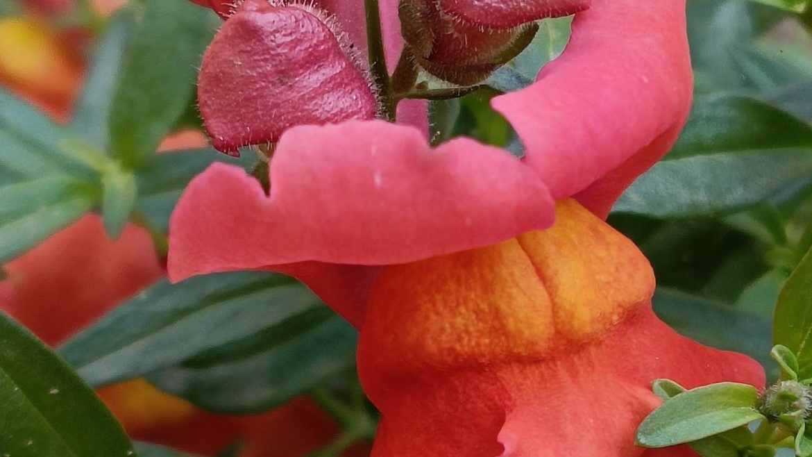 Natural flowers!! Beautiful flowers#shorts#flower#trending💐