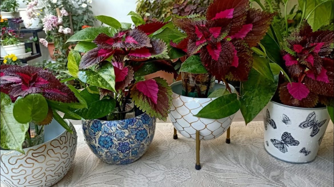 Indoor Plants-5 stunning colorful arrangements in water//Make in 5 minutes & will last for months