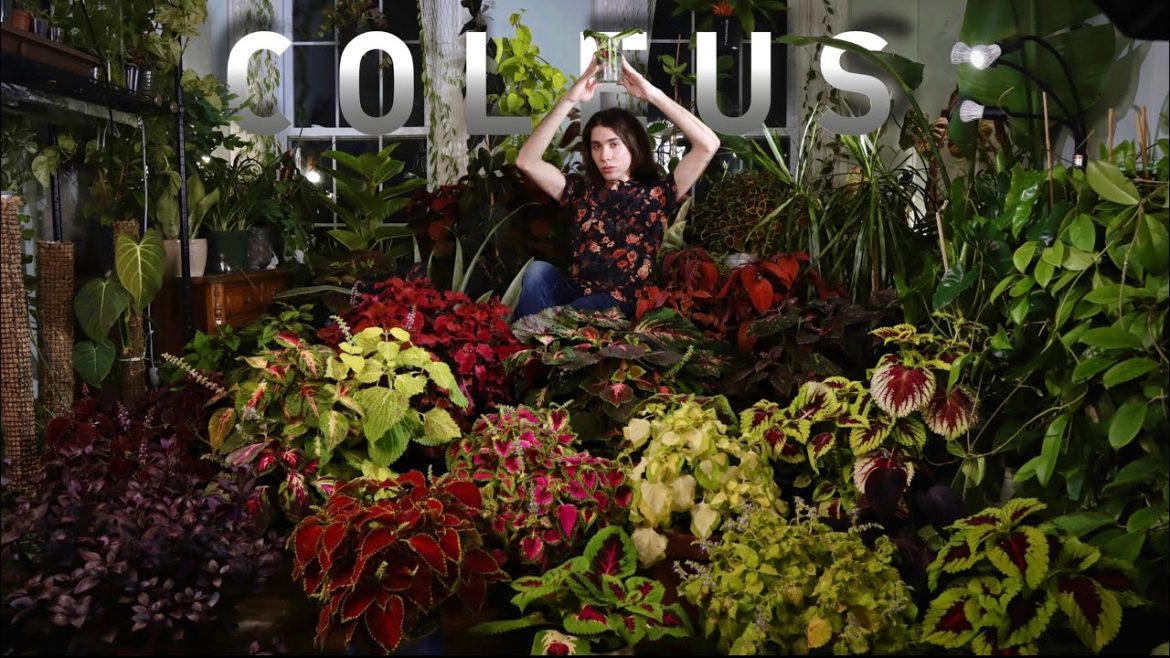 Indoor Coleus Care Guide: Where To Find Free Coleus, No-Pot Overwintering & Best Varieties Indoor Coleus Care Guide: Where To Find Free Coleus, No-Pot Overwintering & Best Varieties