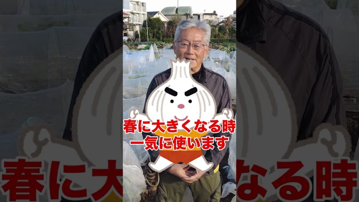 家庭菜園や農園でやりたい!ニンニク栽培でニンニク肥大化のコツ!#shorts /Important tips for enlarging garlic 家庭菜園や農園でやりたい!ニンニク栽培でニンニク肥大化のコツ!#shorts /Important tips for enlarging garlic