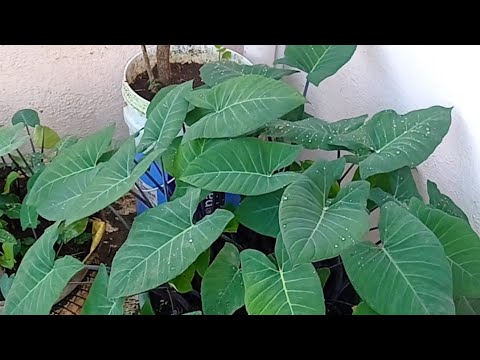 This is my Empire !! Gardening!! This is my Empire !! Gardening!!