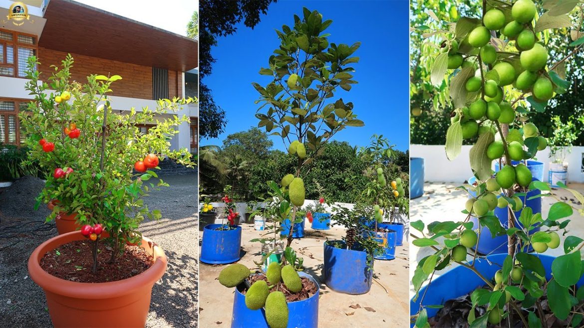 ഇന്ത്യയിൽ കിട്ടാവുന്ന ഒരു വിധം എല്ലാ EXOTICFRUITSPLANTS ഉം കിട്ടുന്ന ഒരു Nursery #EXOTICFRUITSPLANTS