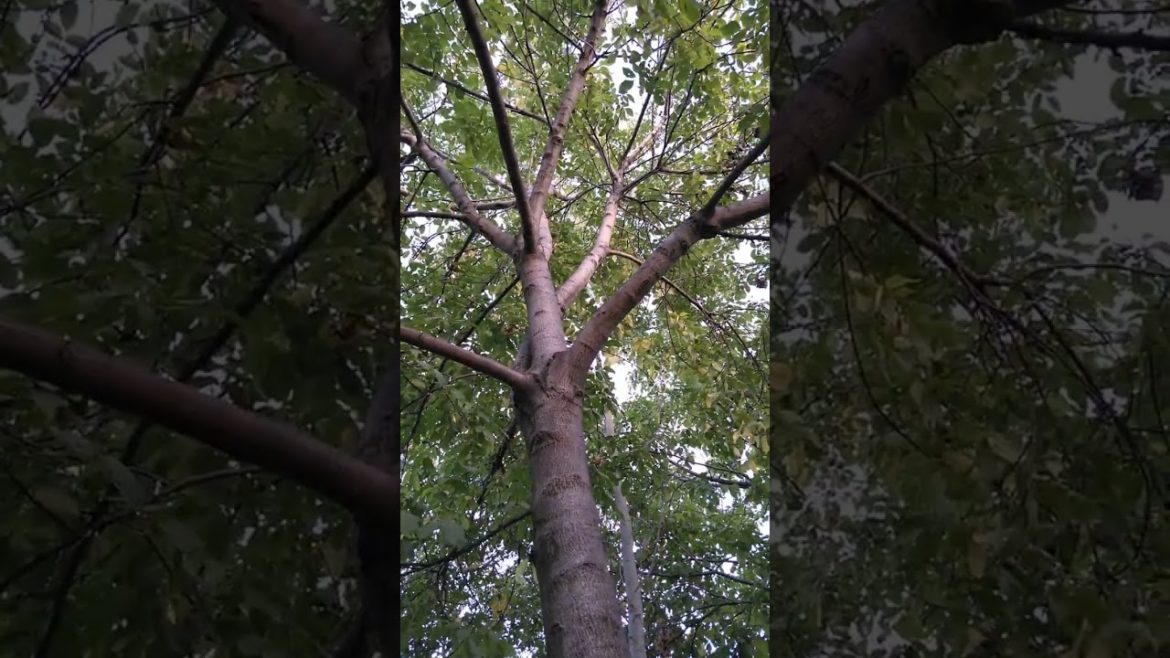 Love the trees in the garden 2023 Love the trees in the garden 2023