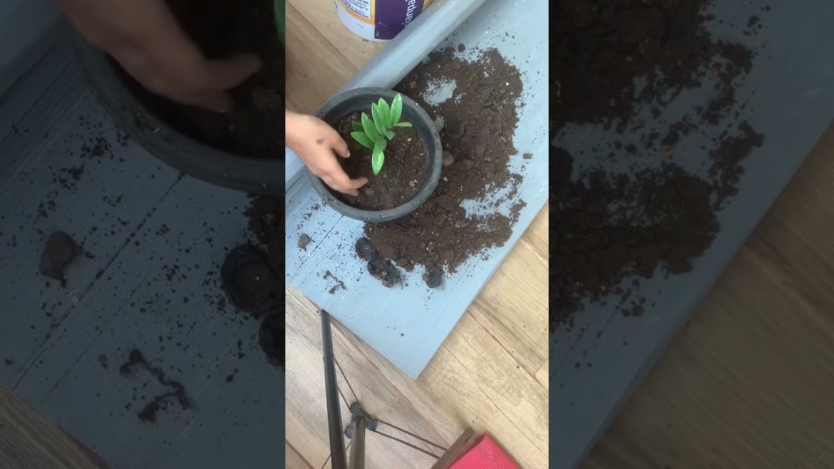 ZZ plant care 🌱 #shorts #short #gardening #gardeningideas #zzplant #gardeningtips #adlinanand