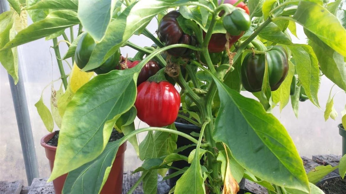 Small Vegetable Garden Ideas | Micro Gardening Techniques Small Vegetable Garden Ideas | Micro Gardening Techniques