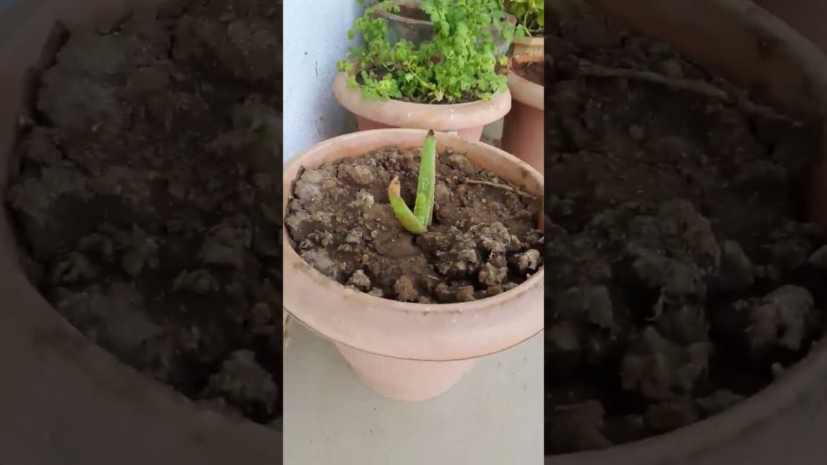 Grow Aloe vera at home from Aloe Vera seeds.Blossomed Aloe vera flower Grow Aloe vera at home from Aloe Vera seeds.Blossomed Aloe vera flower