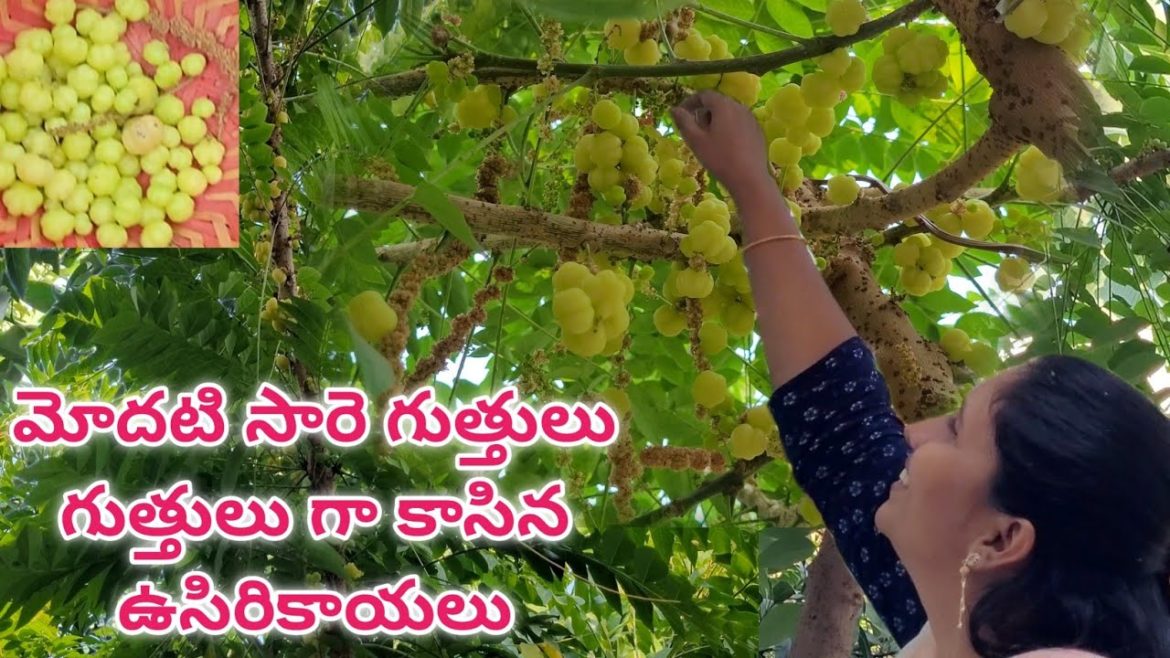 Gooseberry harvest | star gooseberry harvest | usirikaya harvest | ఉసిరికాయ పంట Gooseberry harvest | star gooseberry harvest | usirikaya harvest | ఉసిరికాయ పంట