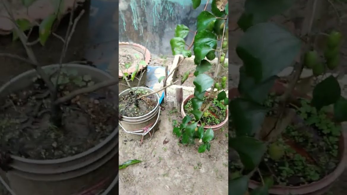 Thai apple ber growing in container /#thaifruit /#appleber /#tropicalfruit /#๐๐๐๐๐๐๐๐๐๐๐๐๐ฐ๐ฑ๐ฟ/#shorts Thai apple ber growing in container /#thaifruit /#appleber /#tropicalfruit /#๐๐๐๐๐๐๐๐๐๐๐๐๐ฐ๐ฑ๐ฟ/#shorts