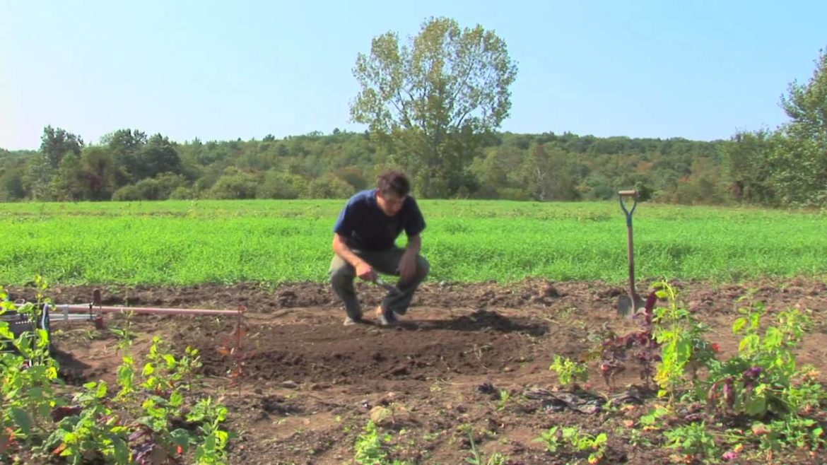 Vegetable Gardening : Planting a Raised Bed Garden