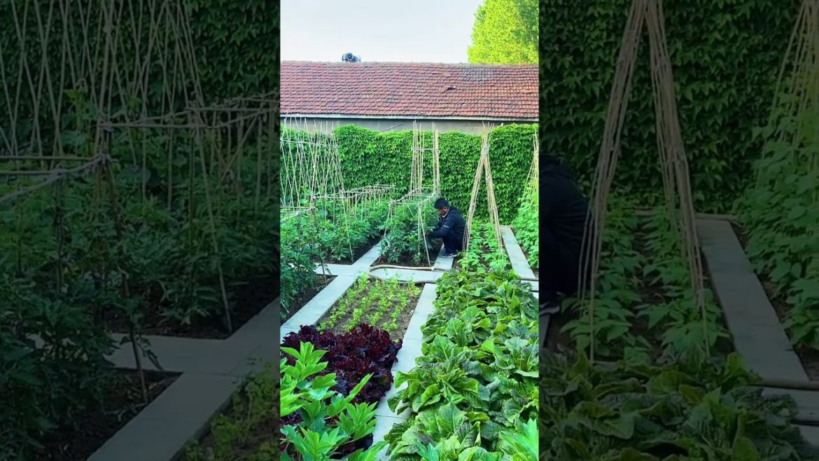 how to growth vegetable /gardening ideas for home