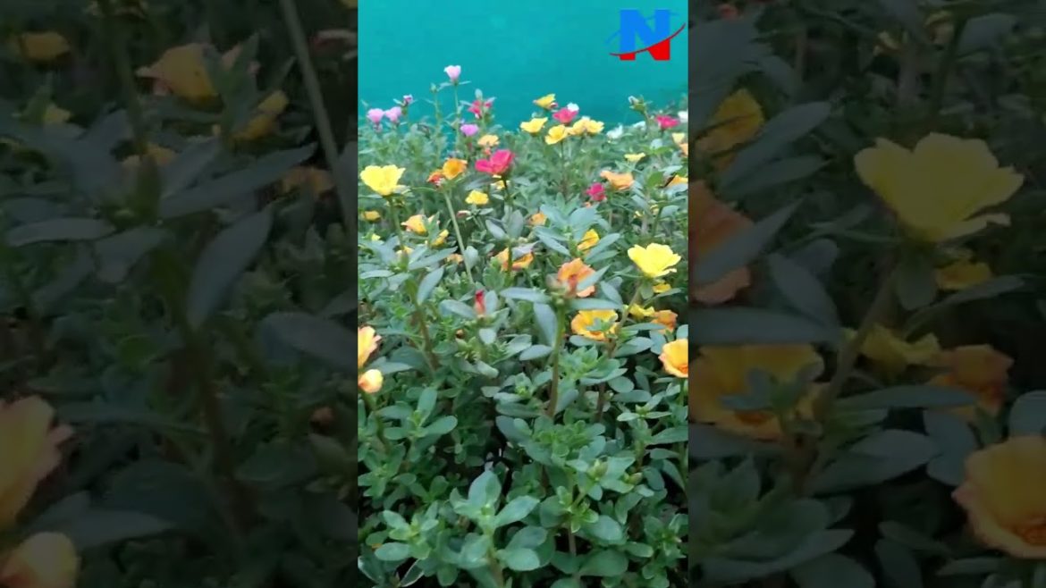 Pursulane - Portulaca Oleracea Collection