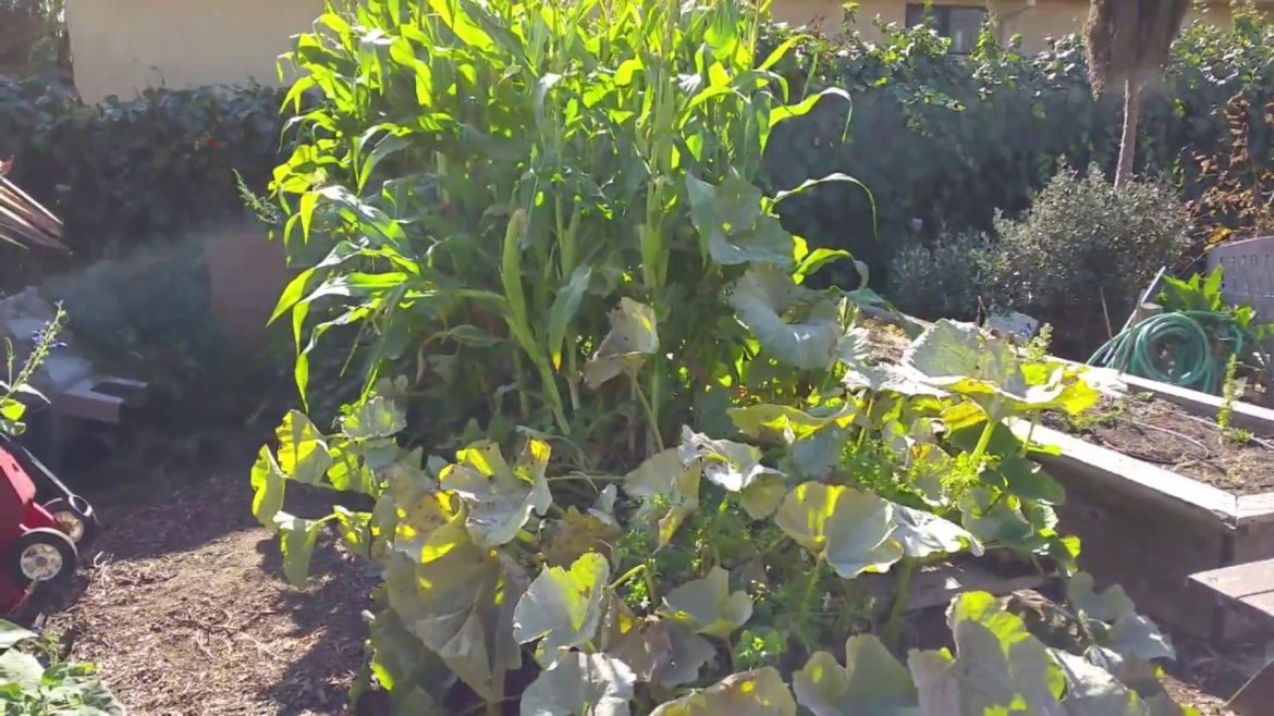 Pacific Elementary Life Lab School Garden Design Elements