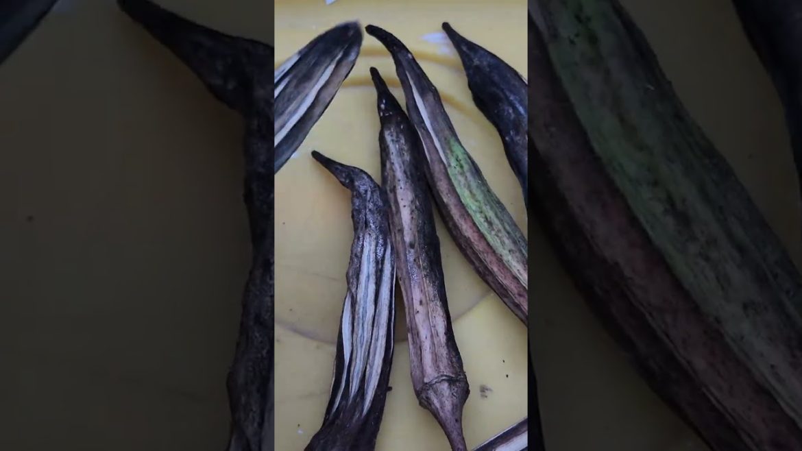 Quick How To: Save Okra Seeds – Jing Orange & Clemson Spineless Quick How To: Save Okra Seeds - Jing Orange & Clemson Spineless