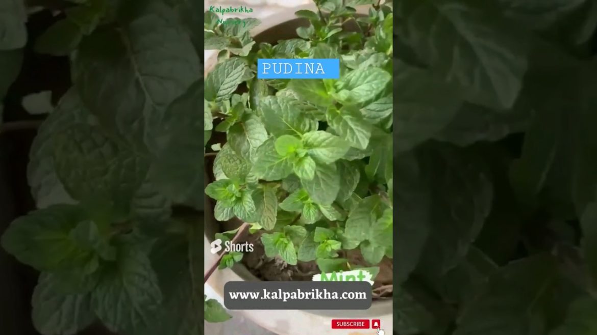Pudina Mint Plant Home Hacks #pudina #pudinaplant #mint #mintplant #gardeningtips #gardening