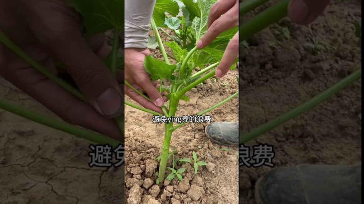 how to growth vegetable /gardening ideas for home