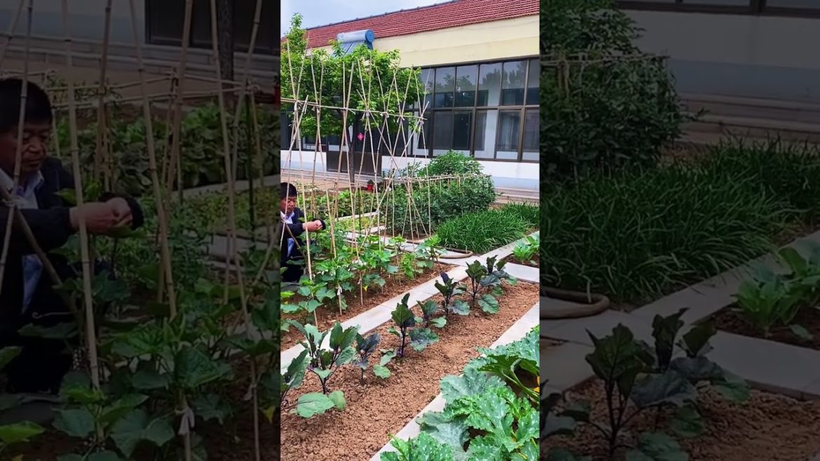 how to growth vegetable /gardening ideas for home