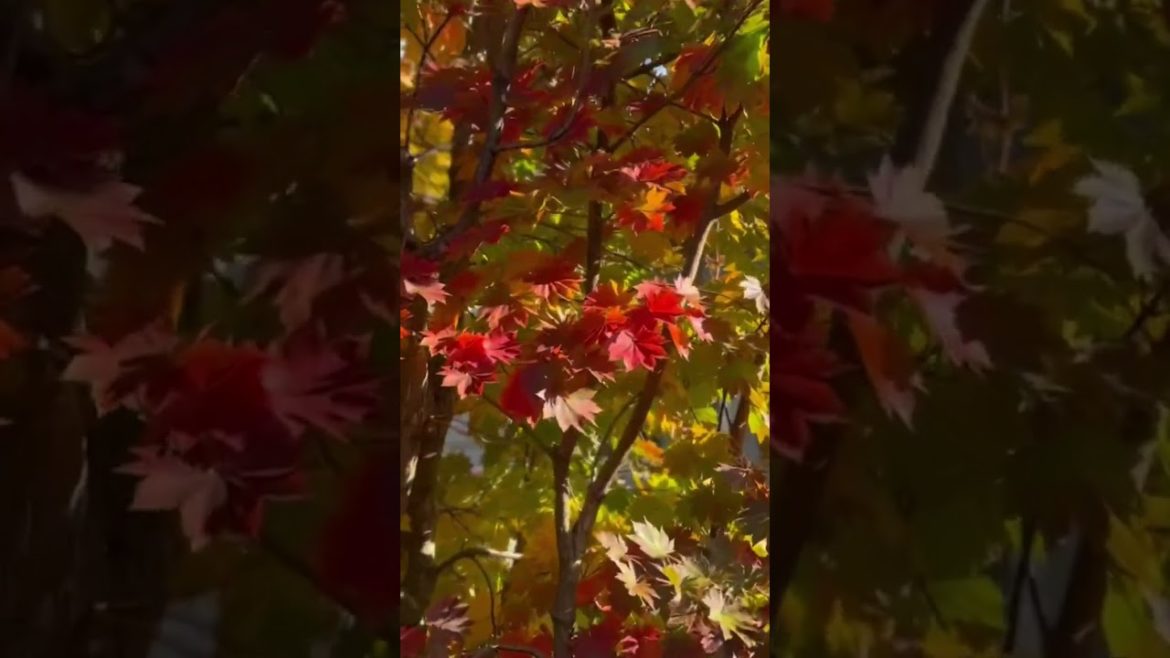 Acer pseudosieboldianum ssp takesimense Ulleung-do Island Maple #mrmaple #japanesemaple MrMaple.com