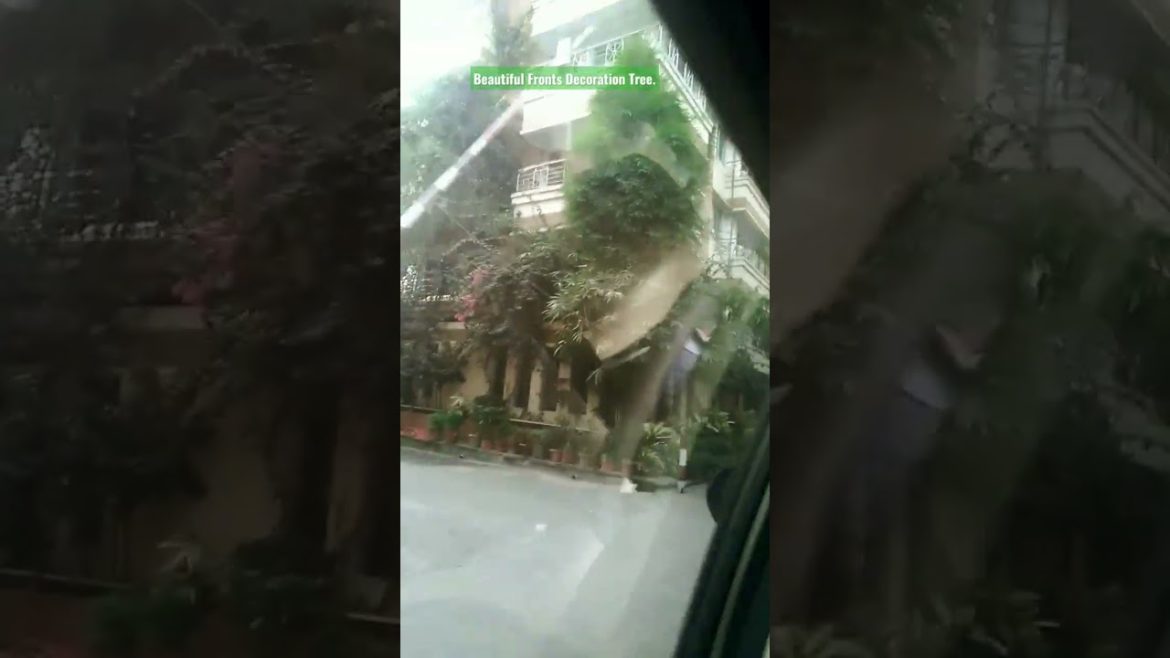 Fronts gardening, Decoration Tree. Landscape design for all. #shorts Fronts gardening, Decoration Tree. Landscape design for all. #shorts