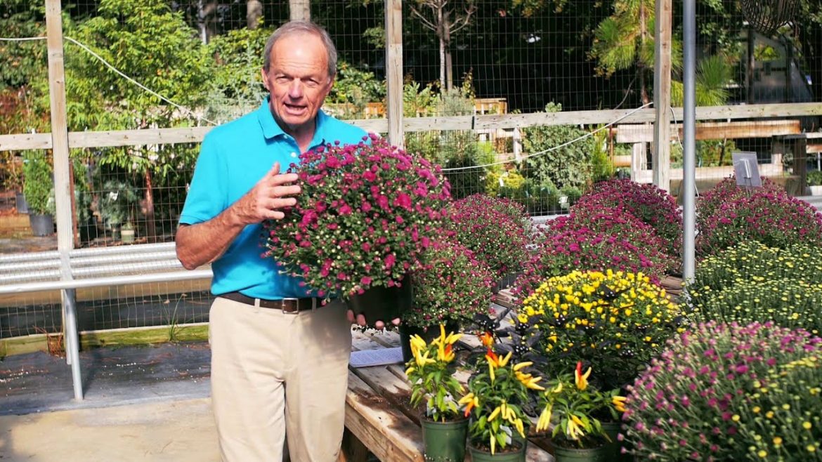 Garden Tips Decorative Plants for Fall