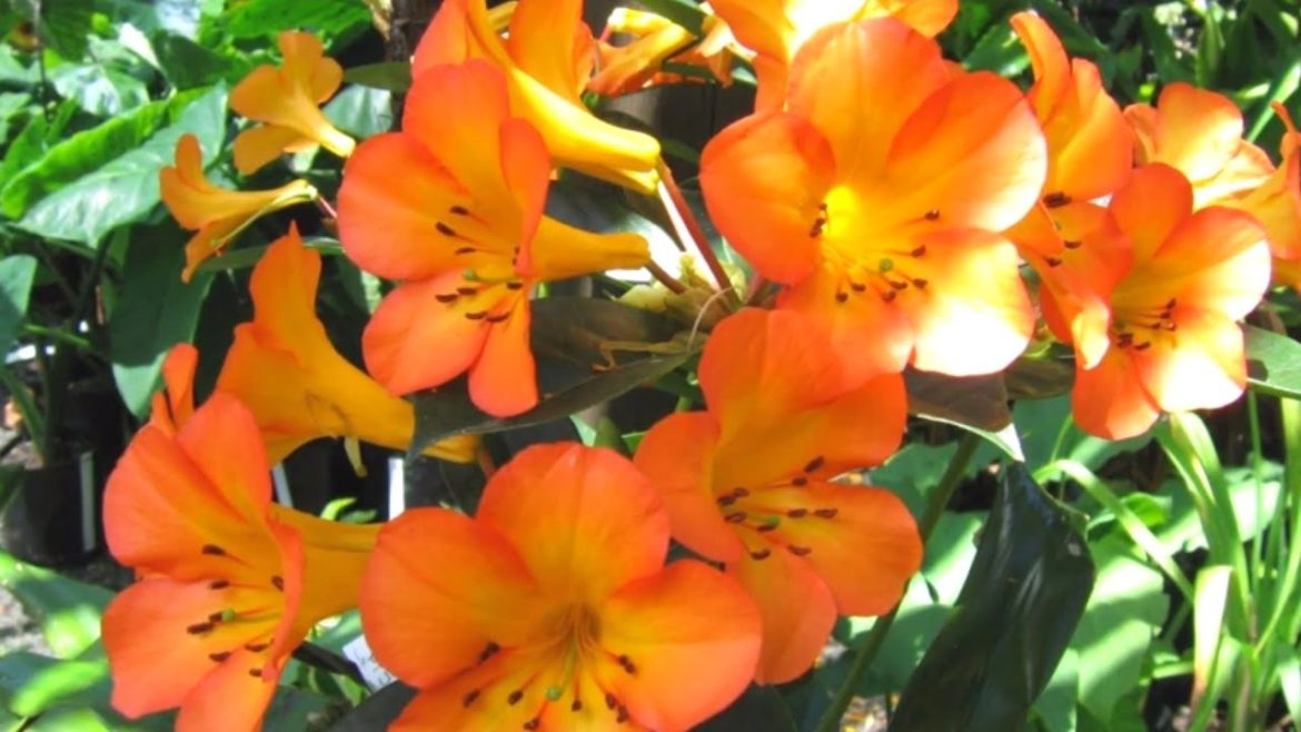 Vireya Flowers is beautiful flowers for you