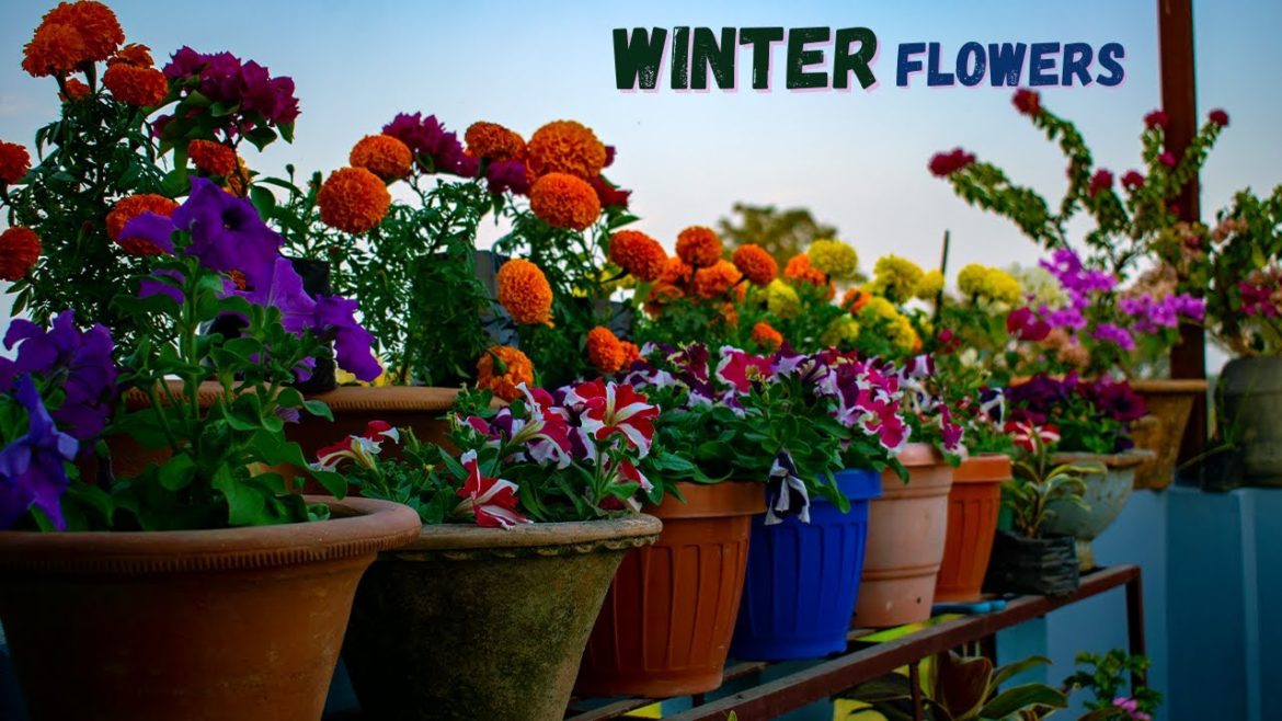 My Terrace Garden Winter Flowers Overview I नेपाली Garden Tips I Pabitra Garden New Video My Terrace Garden Winter Flowers Overview I नेपाली Garden Tips I Pabitra Garden New Video