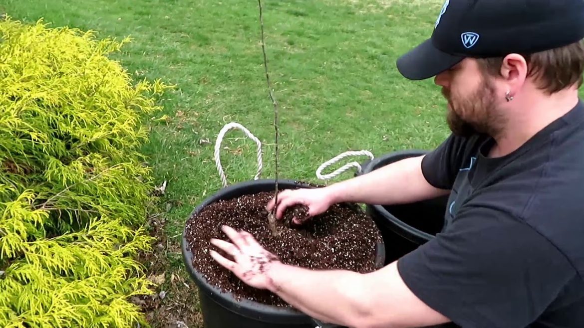 CONTAINER GARDENING: Planting Apple Trees in Containers