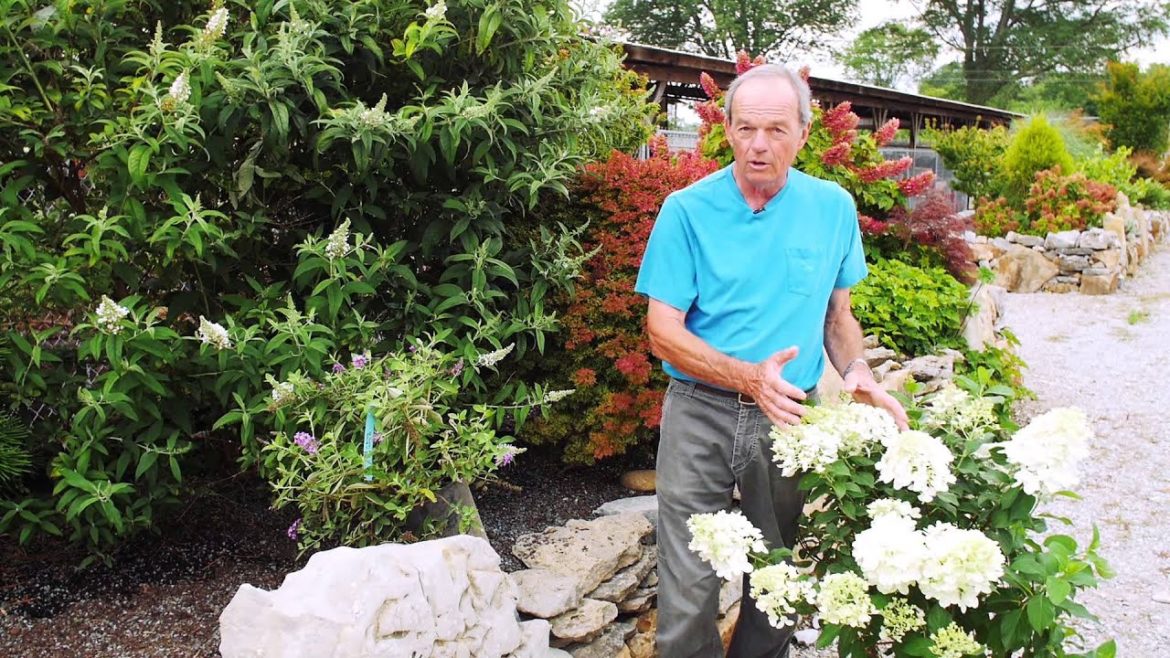 Garden Tips Alternatives to Roses