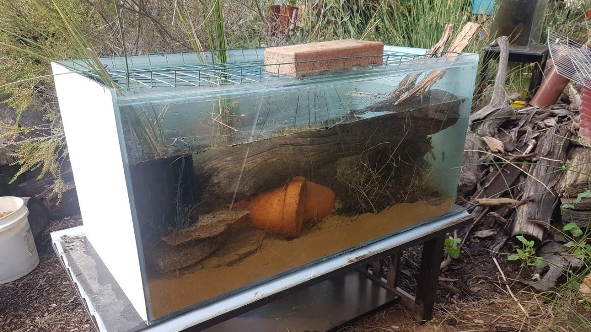 Transferring The Yabbys I Caught Into a Large Outdoor Garden Aquarium & IBC Foodgrade Container! Transferring The Yabbys I Caught Into a Large Outdoor Garden Aquarium & IBC Foodgrade Container!
