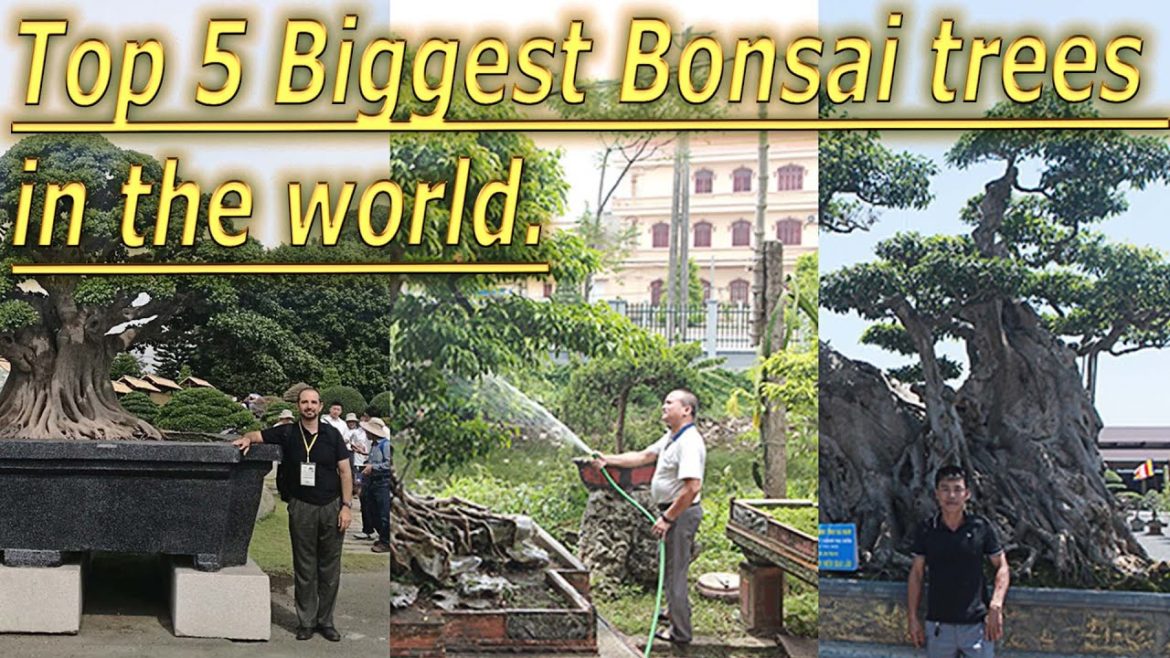 Top 5 biggest Bonsai trees in the world!