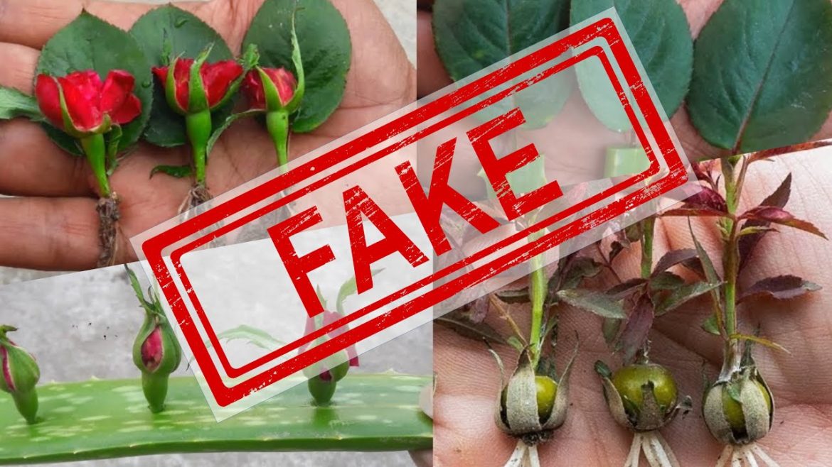 Professional Grower Exposes Fake Rose Propagation Videos Professional Grower Exposes Fake Rose Propagation Videos