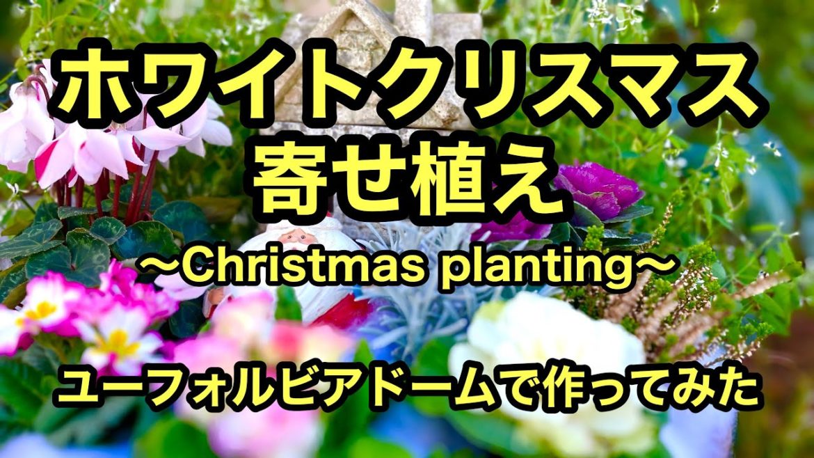 ユーフォルビアドームを改良して雪が積もるホワイトクリスマス寄せ植えを作る動画です。#寄せ植え #ガーデニング #japanesegardening #gardening ユーフォルビアドームを改良して雪が積もるホワイトクリスマス寄せ植えを作る動画です。#寄せ植え #ガーデニング #japanesegardening #gardening