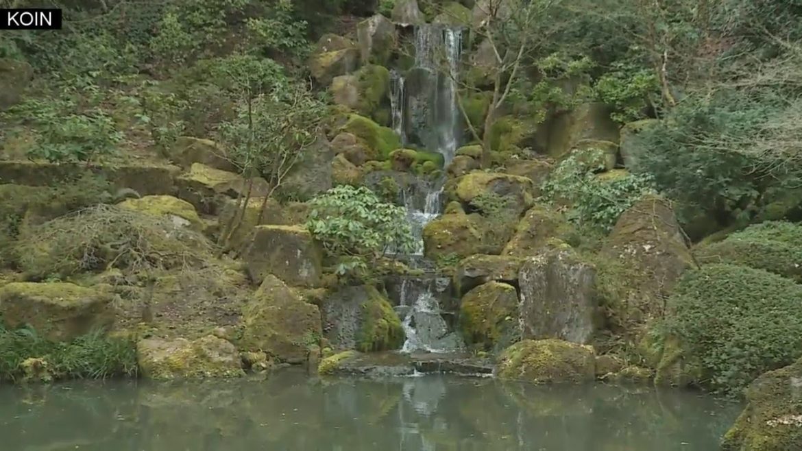 The koi pond at the Japanese Garden