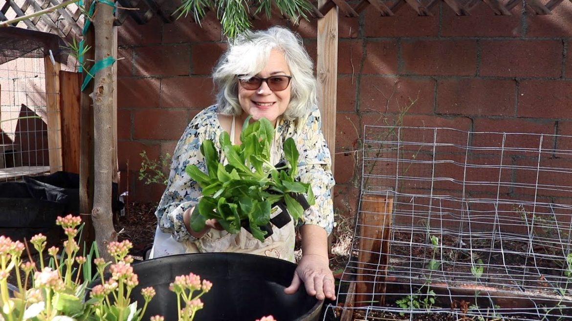 Growing Food in a Small Space | Container Garden Tour | Lemon Lane Cottage Growing Food in a Small Space | Container Garden Tour | Lemon Lane Cottage