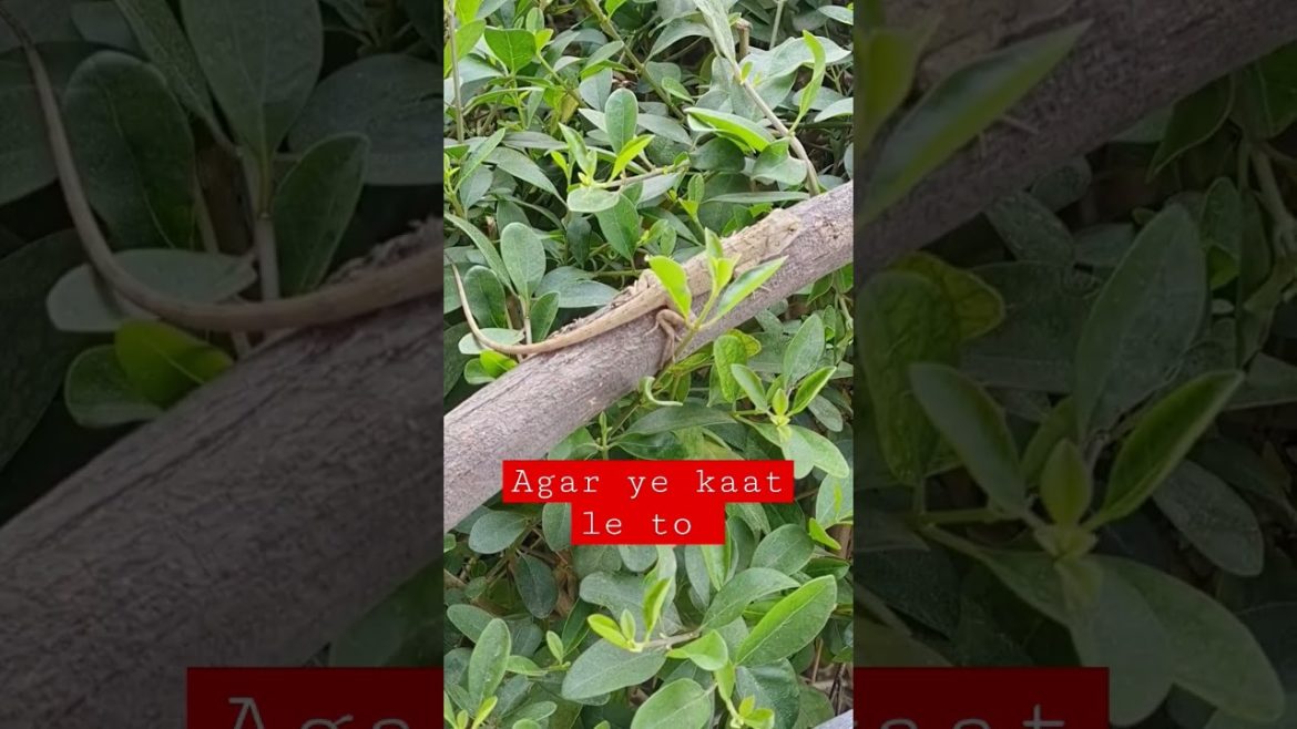 khatarnak janwar #short #shortvideo #viral