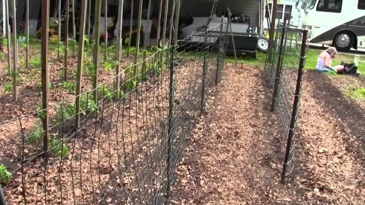 PLANTING TOMATOES AND GARDEN TIPS  READ DESCRIPTION BELOW