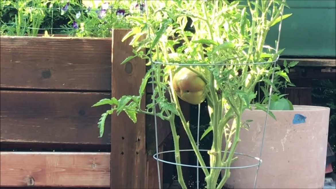 July Garden Perusal Sesh