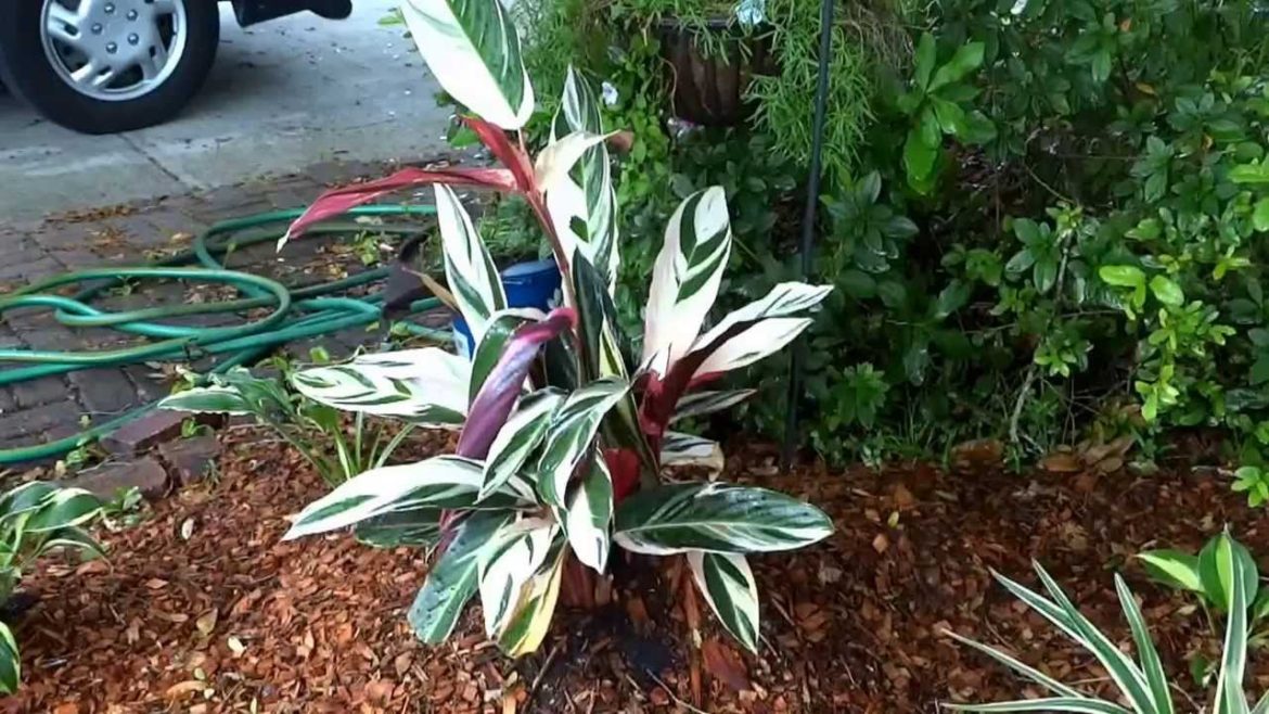 How to Landscape Your Front Yard Part 2 How to Landscape Your Front Yard Part 2