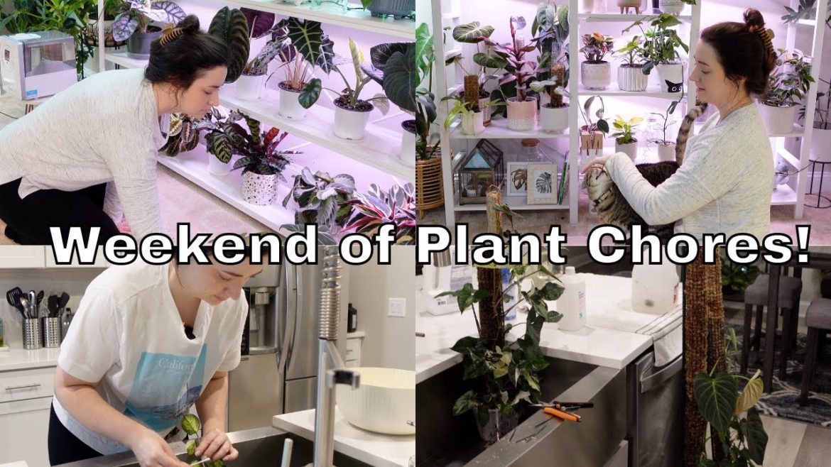 Plant Chores Weekend! Mealy bug treatment, Maranta props, Moss pole extensions, Watering & Updates!
