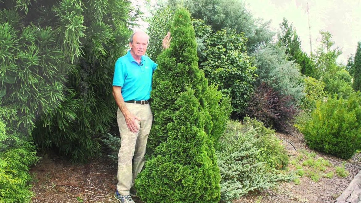 Garden Tips Privacy Hedges