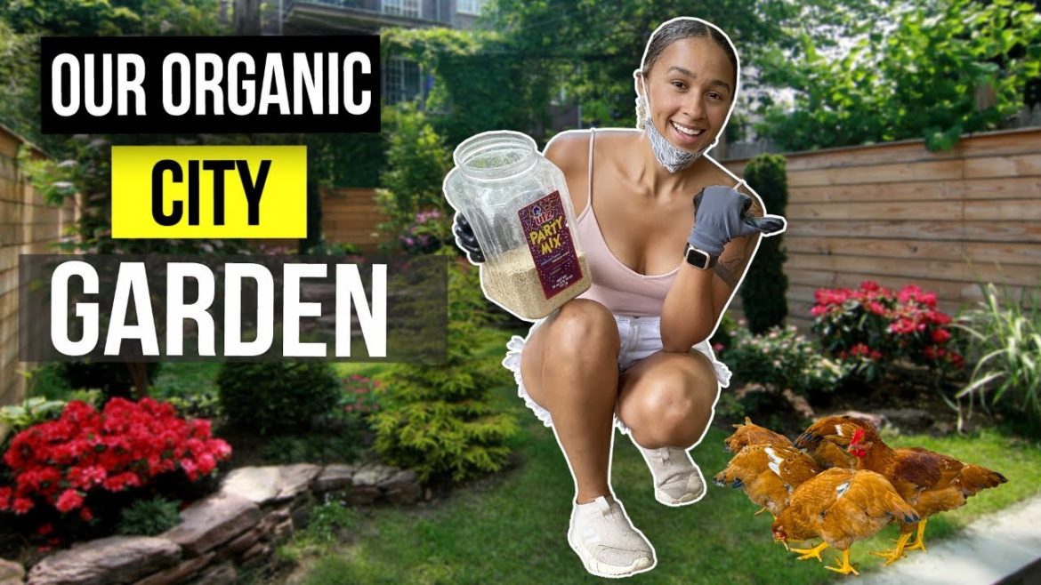 Backyard Organic Gardening in Boston City | Urban gardening Backyard Organic Gardening in Boston City | Urban gardening