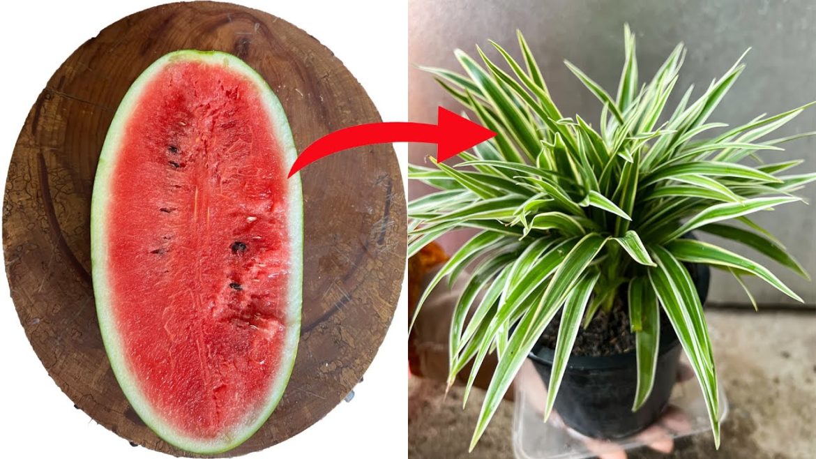 Making Watermelon Fertilizer| Garden Tips.