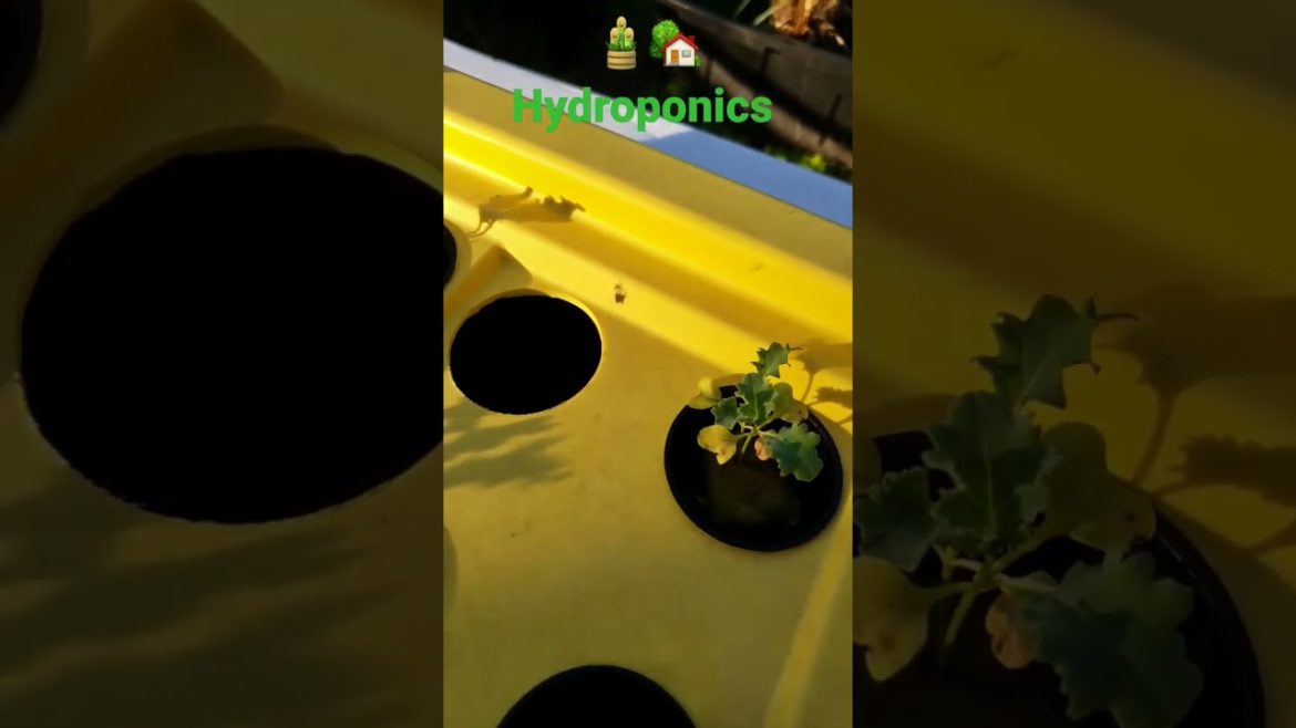 Hydroponics set up with moringa juice for nutrients. 🧃 #moringa #shorts #gardeningtips