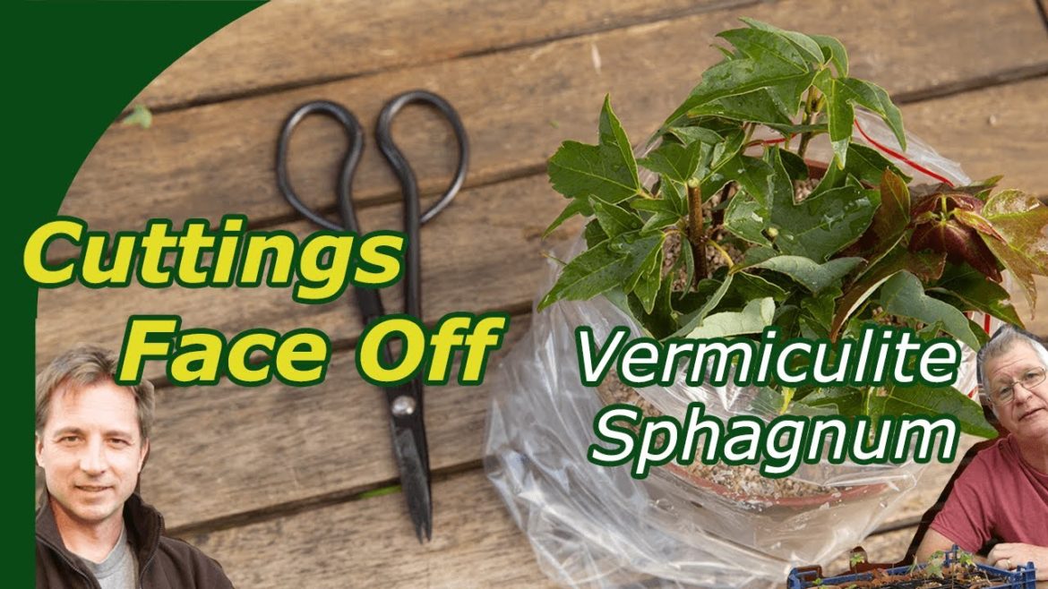 Substrate for rooting Trident Maple cuttings ?