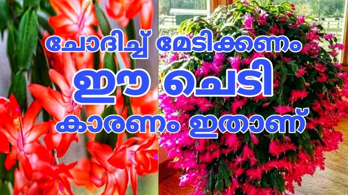 ഇൻഡോർ പ്ലാന്റിൽ പൂക്കൾ നിറയും Christmas plant Indoor gardening tips