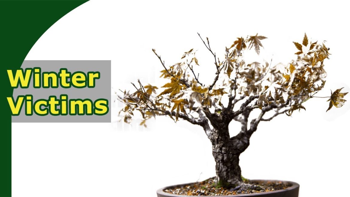 What kills bonsai in winter? Some thoughts What kills bonsai in winter? Some thoughts