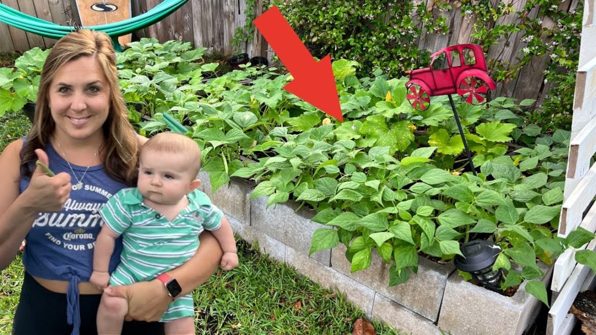 How we made our Raised Bed Backyard Garden! (cheaply)