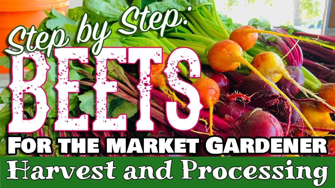 Step by Step: Beets for the Market Gardener (Harvest and Processing) Step by Step: Beets for the Market Gardener (Harvest and Processing)