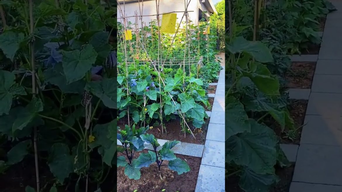 how to growth vegetable /gardening ideas for home